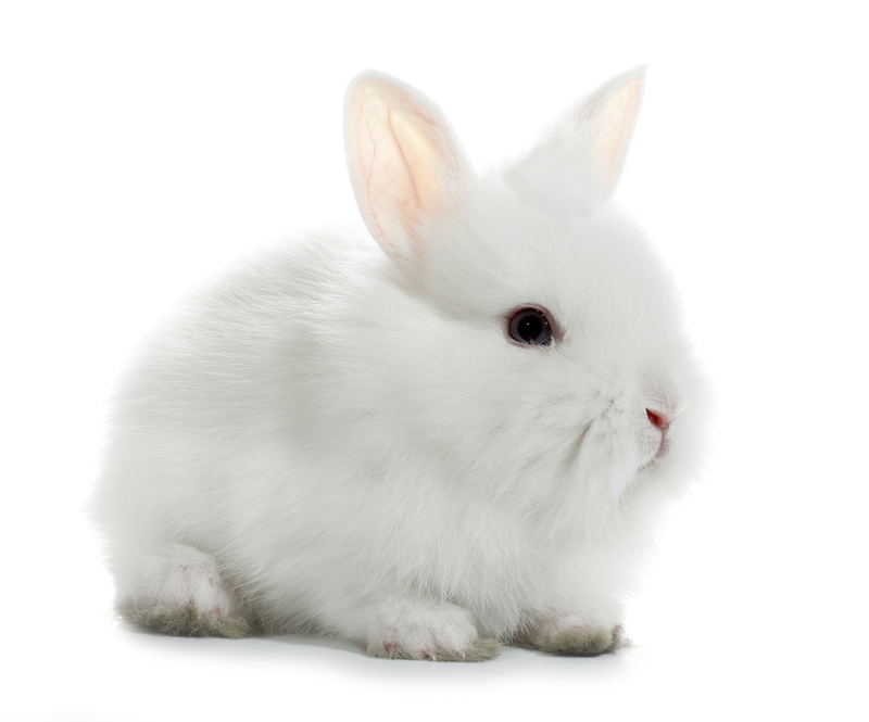 moving companies Packing